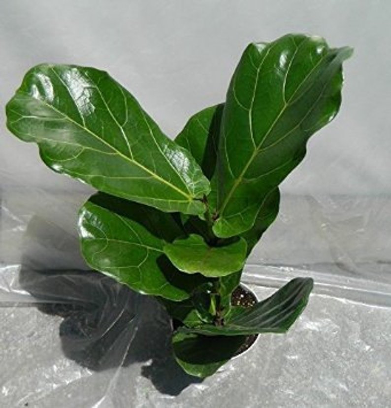 ficuslyriata