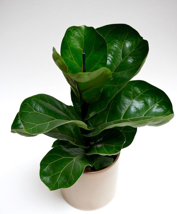 ficuslyriata