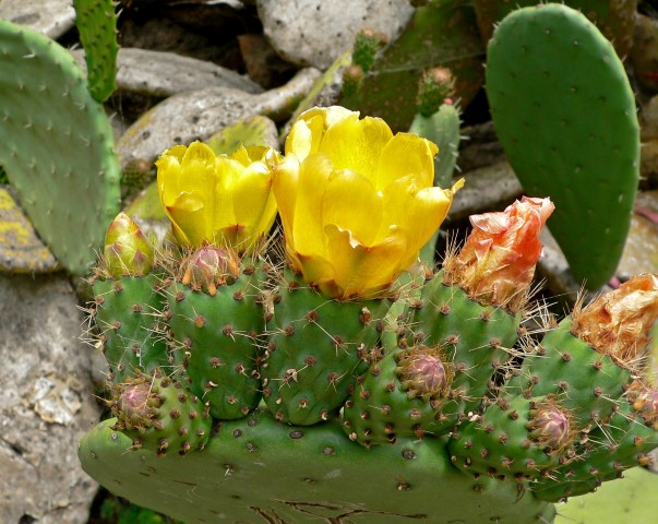 figueira-da-índia (Opuntia-ficus-indica)