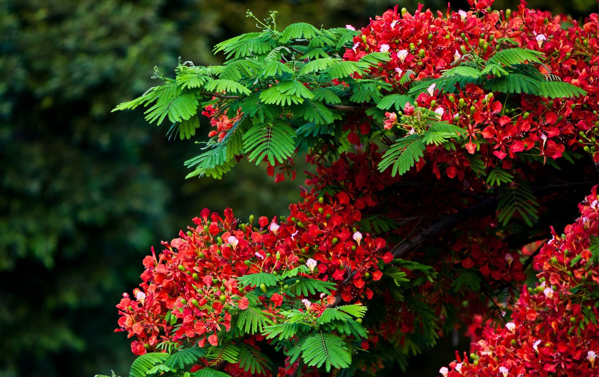 flamboyant