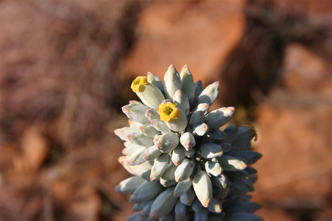 flor-Kalanchoe_thyrsiflora00 