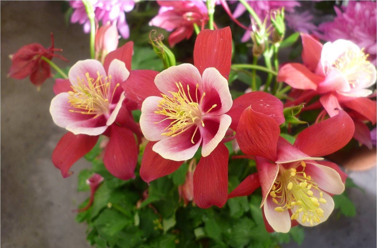 flor-aquilegia-1