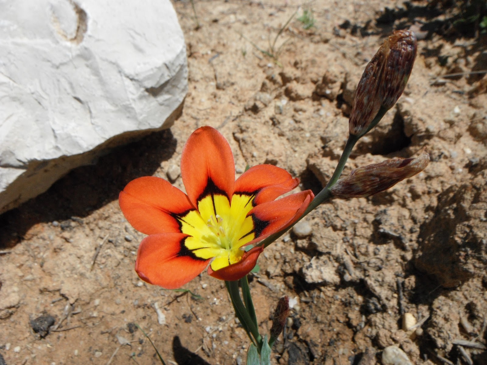 flor-arlequim