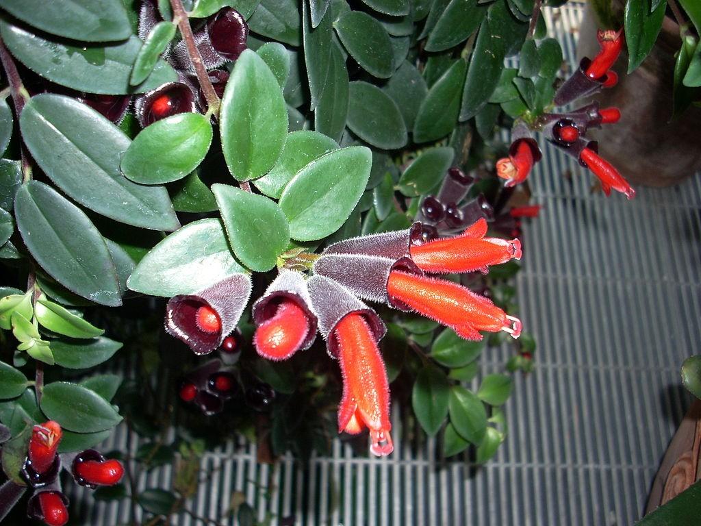 Aeschynanthus radicans