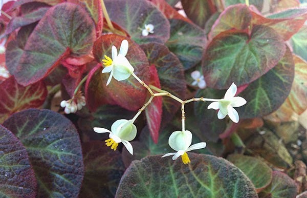 flor-begonia