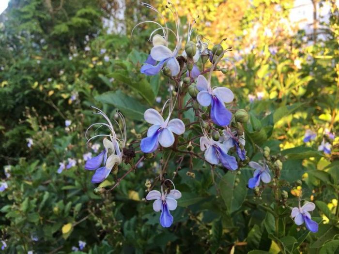 flor-borboleta