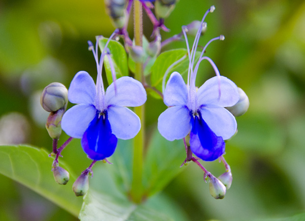 flor-borboleta