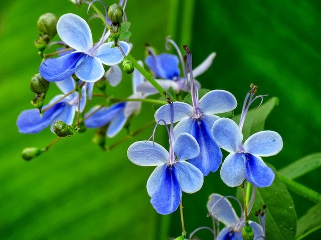 flor-borboleta