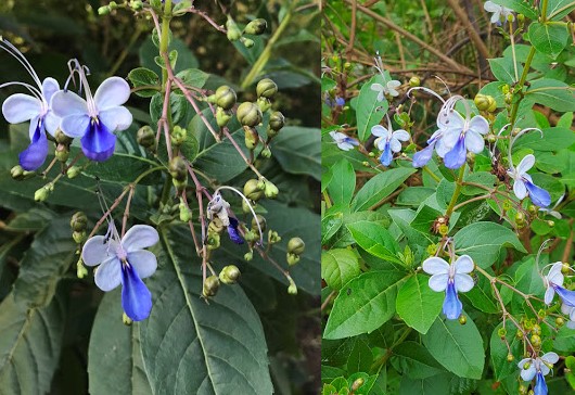 flor-borboleta