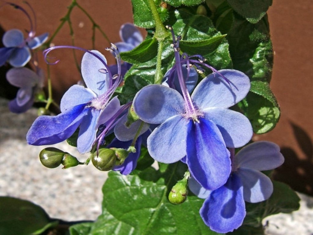 flor borboleta