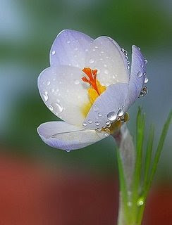 flor com gotas de orvalho