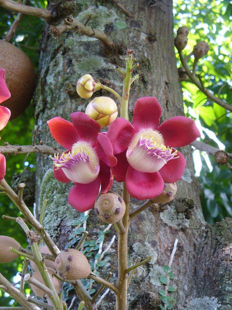 flor da Coroupita guianenses,