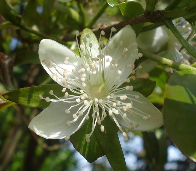 flor da Eugenia involucrata - flor