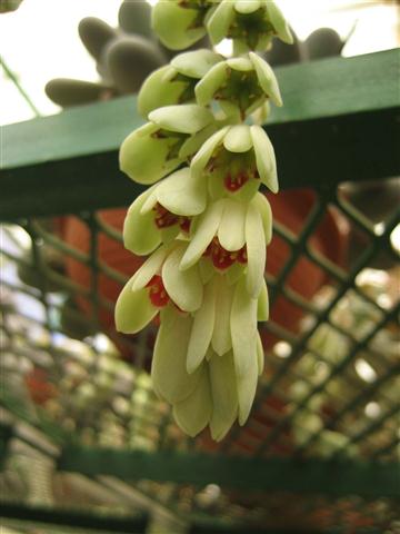 flor da Pachyphytum oviferum