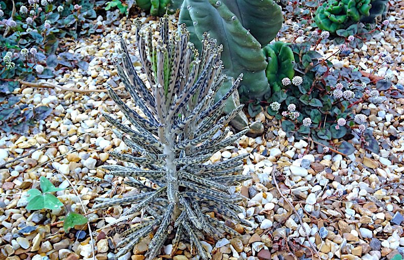 flor-da-abissínia-kalanchoe-delagoensis