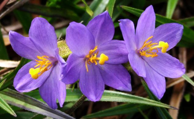 flor da canela-de-ema