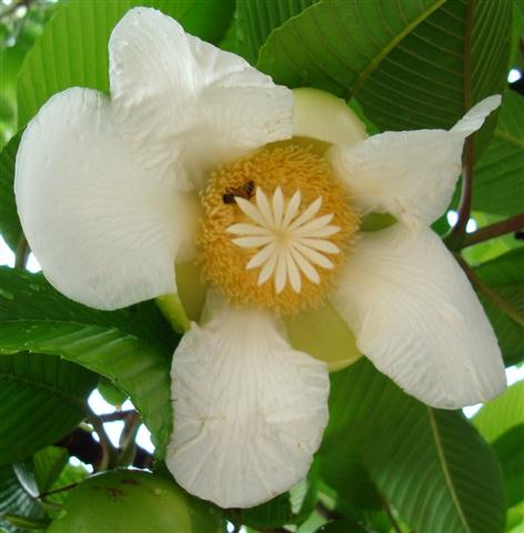 flor da dillenia indica