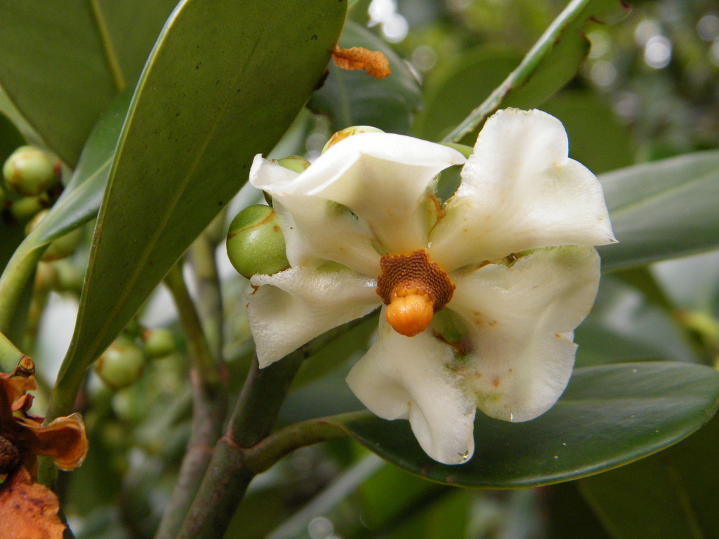 flor da figueira-de-jardim