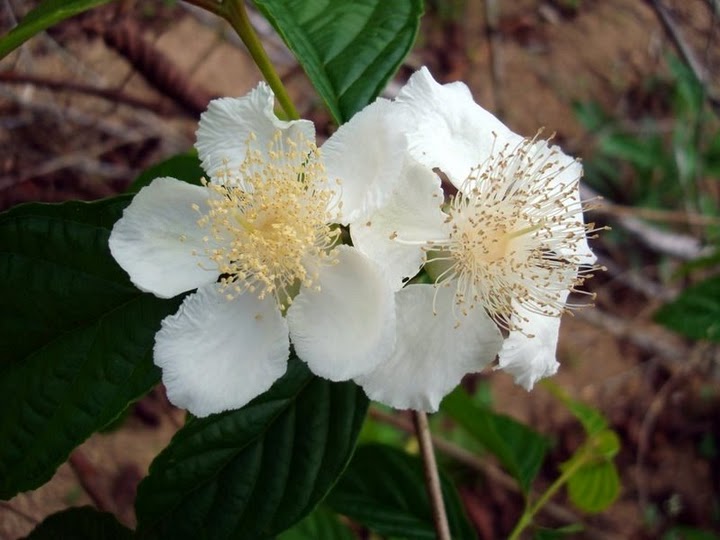 flor da guabiroba