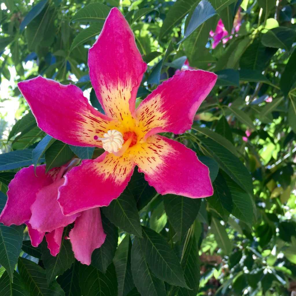 flor da paineira-rosa