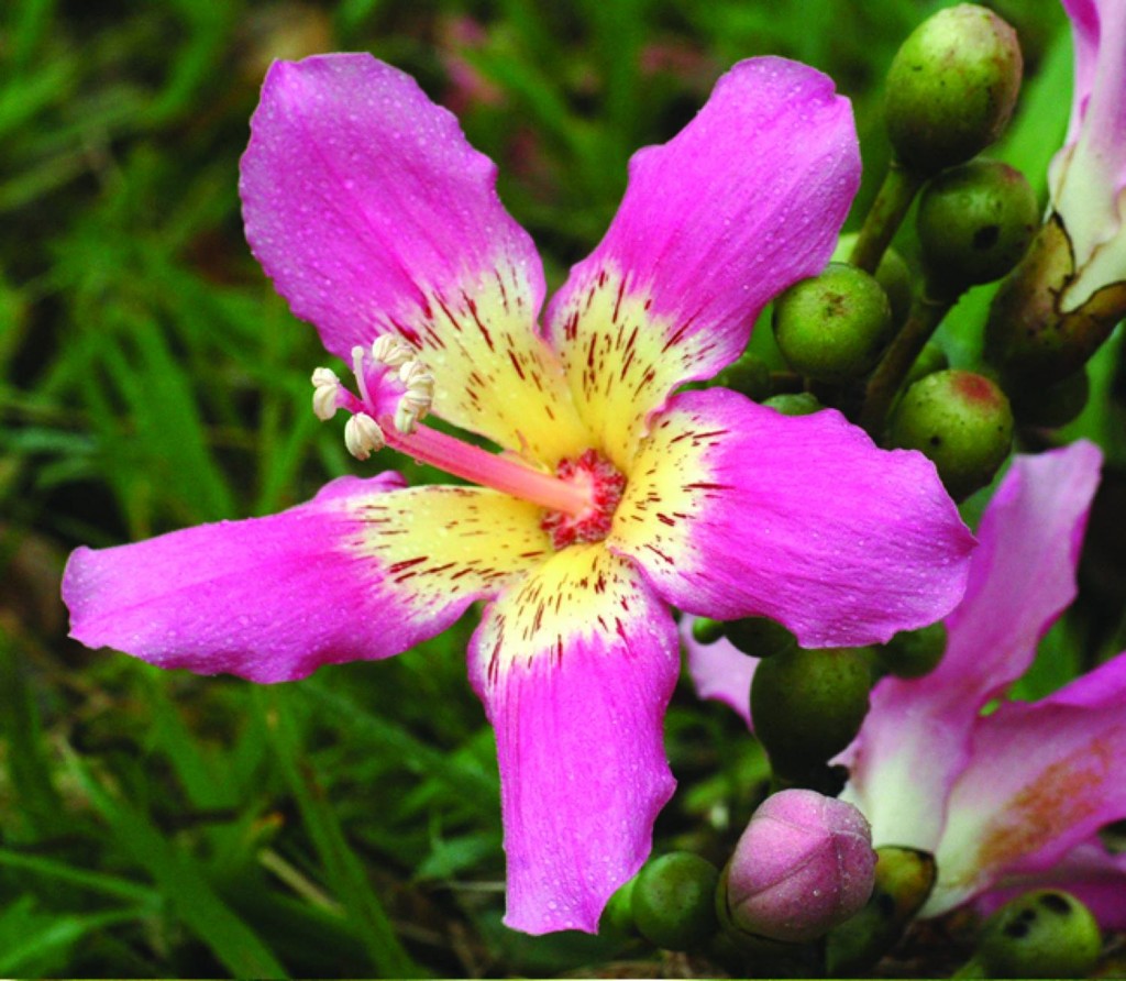 flor da paineira