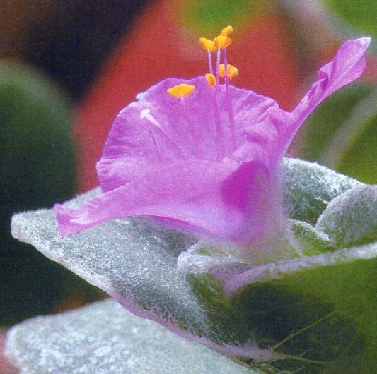 flor da tradescantia sillamontana