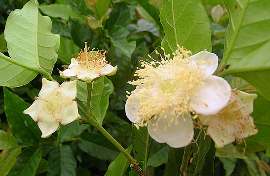 flor de cambuci