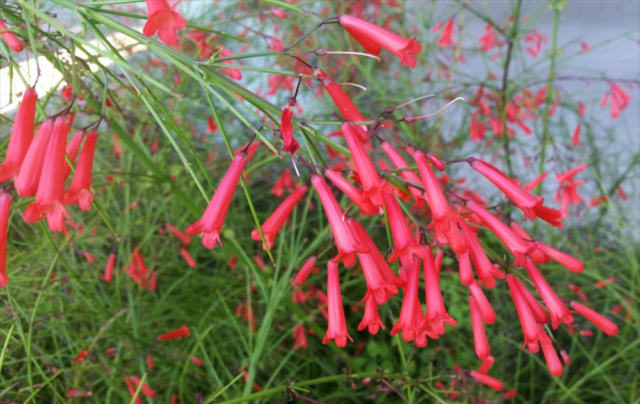 flor-de-coral