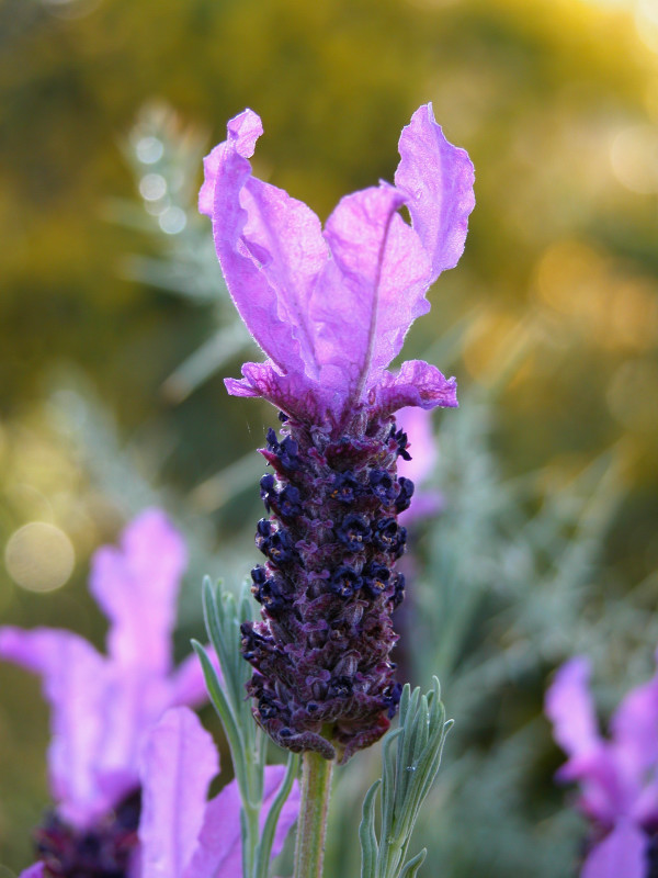 flor de lavanda