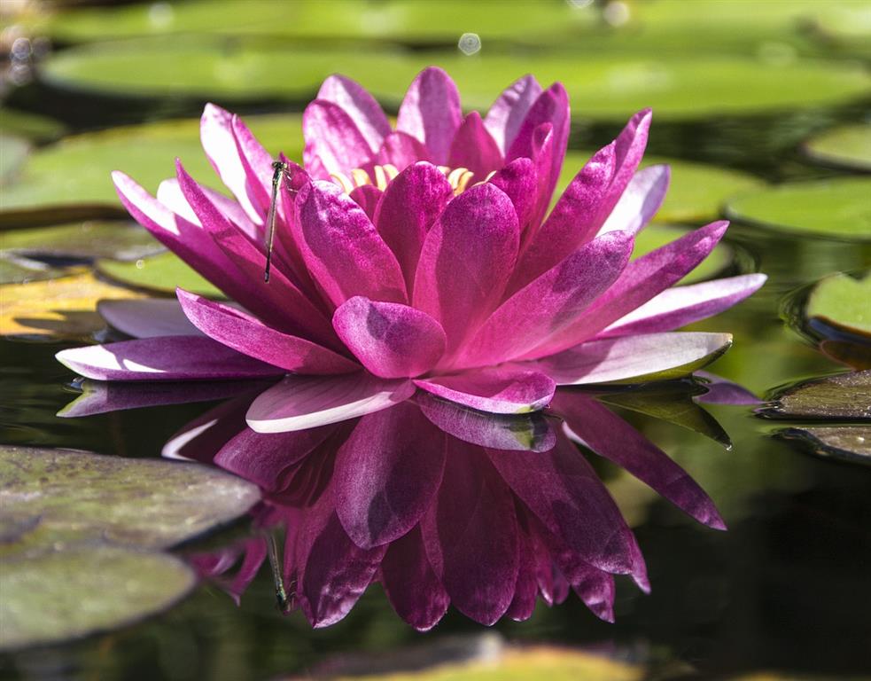 flor-de-lotus 
