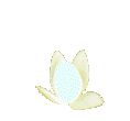 flor de lotus