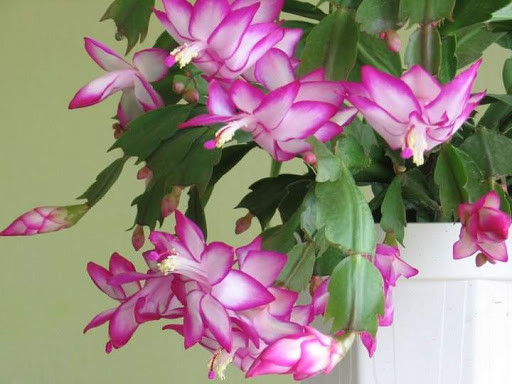 flor-de-maio-schlumbergera-truncata.