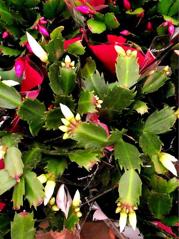 flor-de-maio-schlumbergera