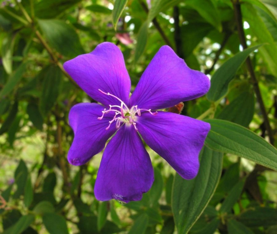 flor de quaresmeira