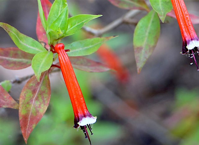 flor-de-santo-antonio-cuphea-ignea