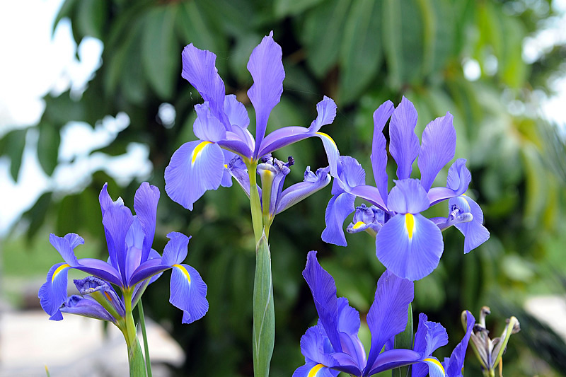 flor-de-íris