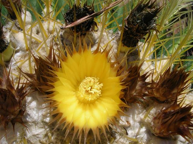 flor do Echinocactus grusonii