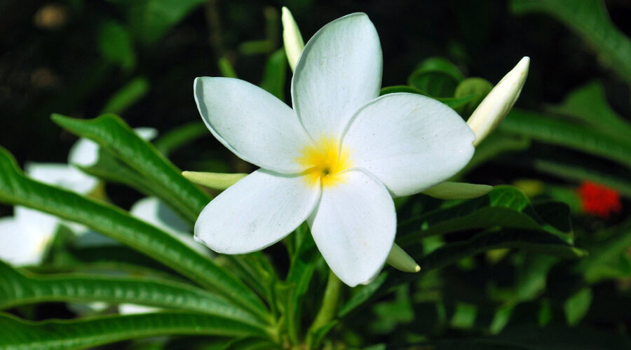 flor-do-caribe