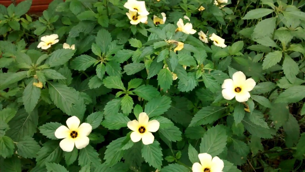 flor-do-guarujá