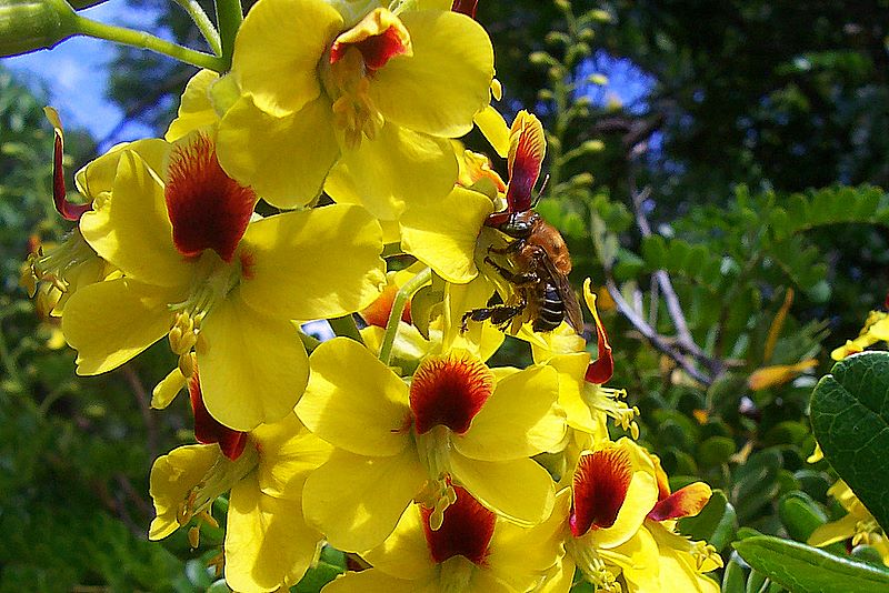 flor-do-pau-brasil-3