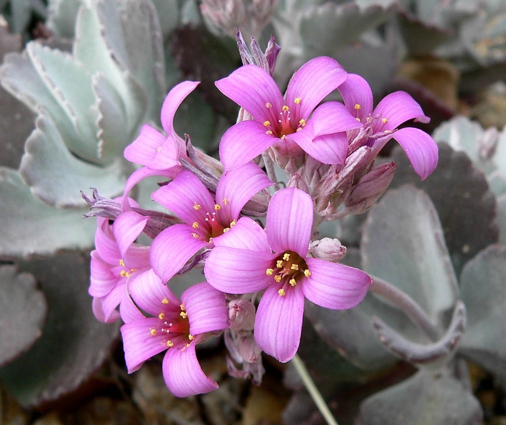 flor-kalanchoe-pumila