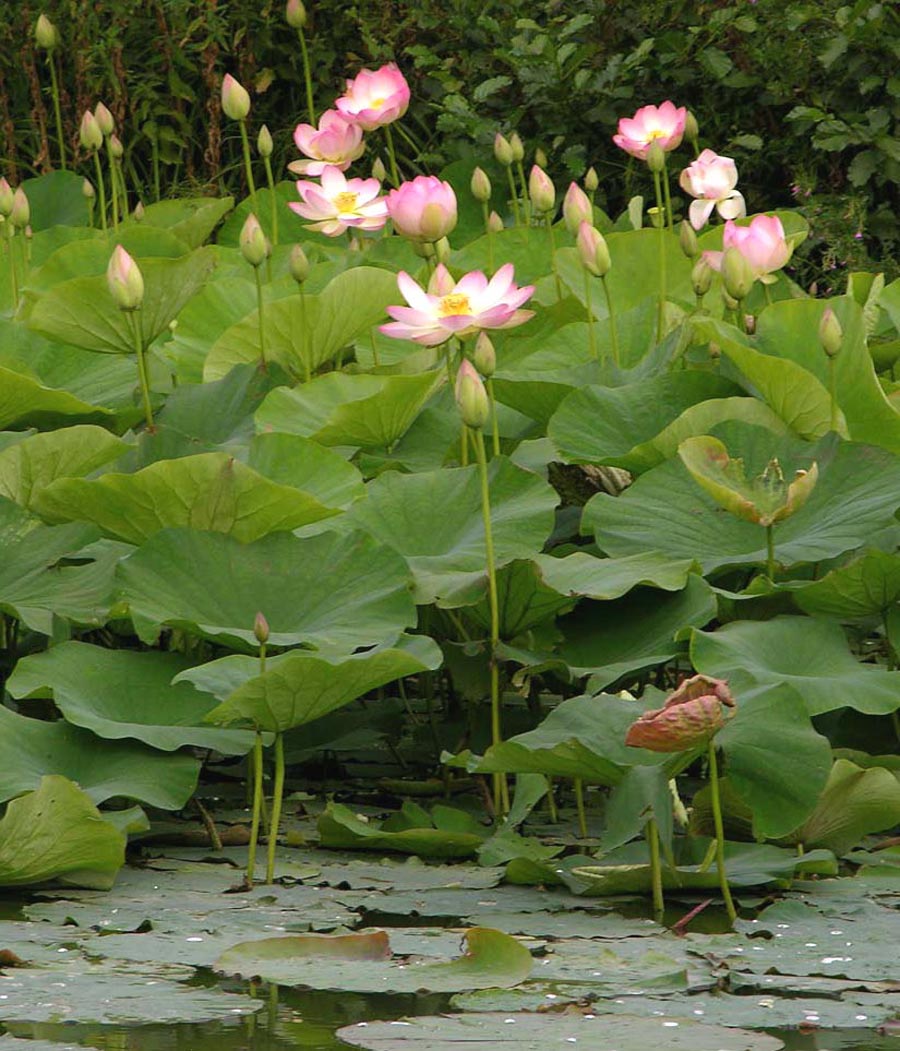 flor-lotus