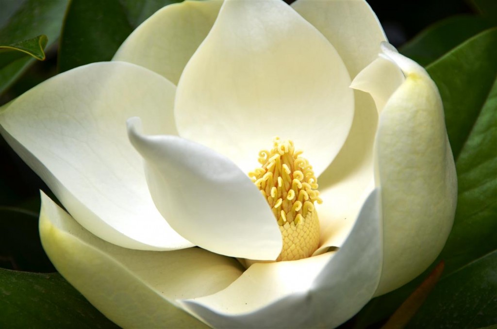 flor magnólia branca