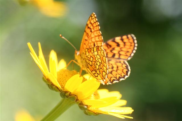 flor-silvestre