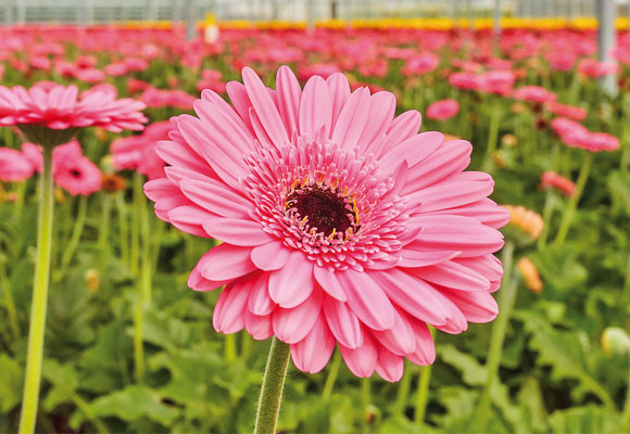 flor_Gerbera