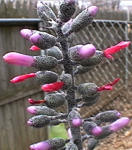 floração da  Aechmea Lueddemanniana