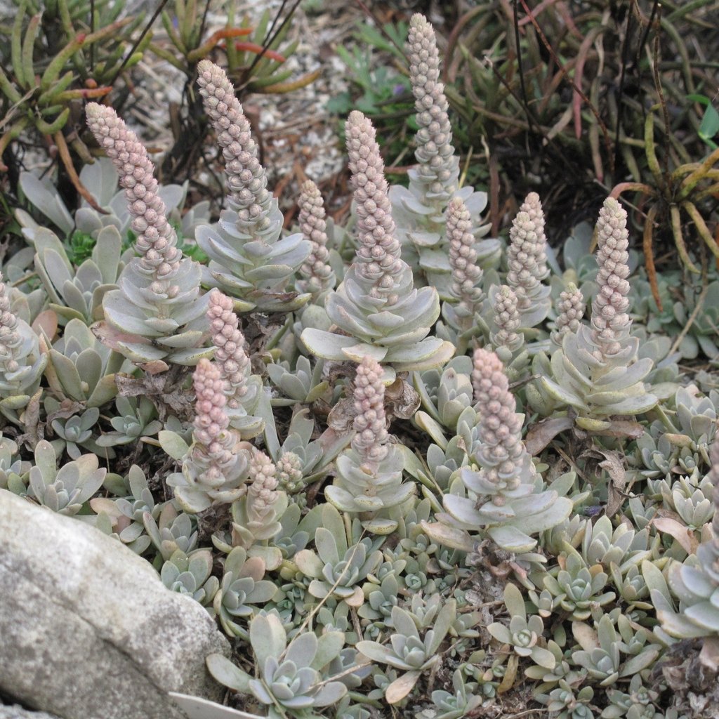 floração da Orostachys Boehmeri