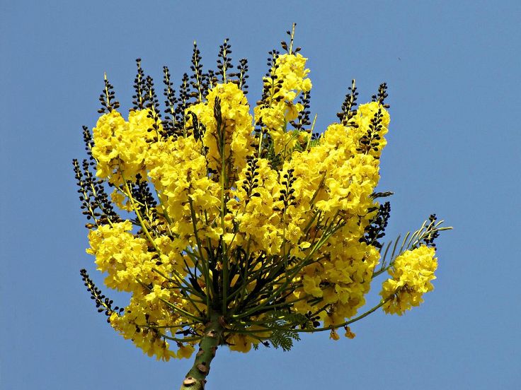 floração do guapuvuru