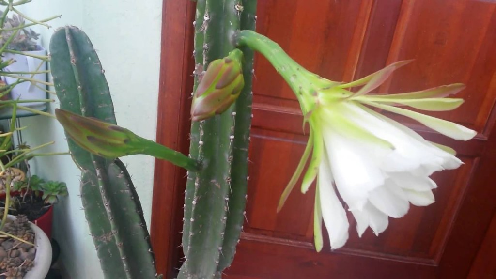 flores do Acanthocereus tetragonus