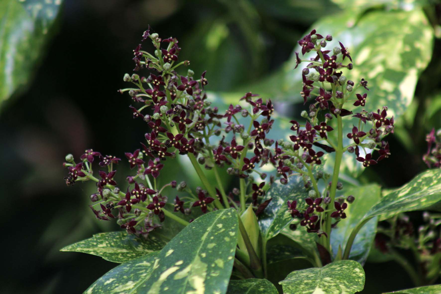 flores da Aucuba